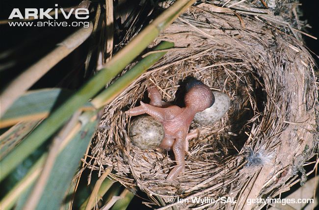 Cuco-Cuckoo-nest-egg-arkive