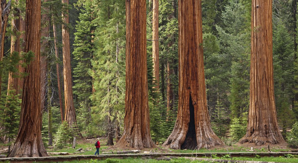 sequóia, turista, árvores maiores do planeta, Califórnia