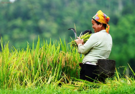agricultura no Vietname