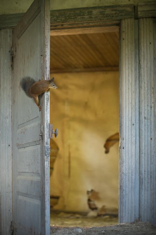 animais ocupam casas abandonadas nas florestas