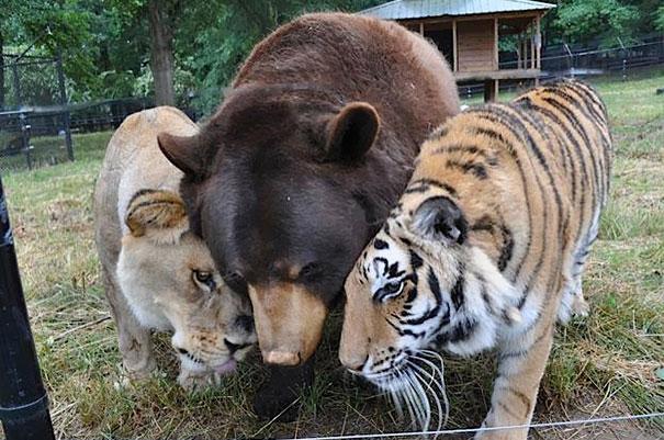 amizade entre leoa urso e tigre
