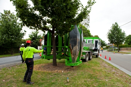 camião-árvore-replantação