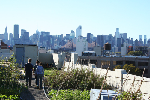 Hortas nos telhados de Nova York.