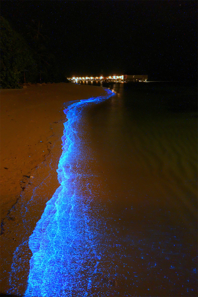 mar brilhante maldivas noite algas