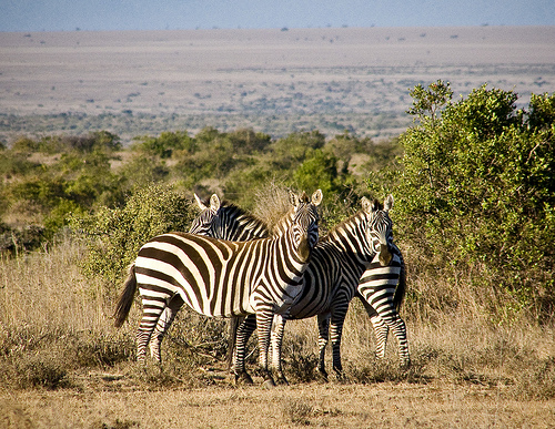 zebras_kenya_laikipia-quenia