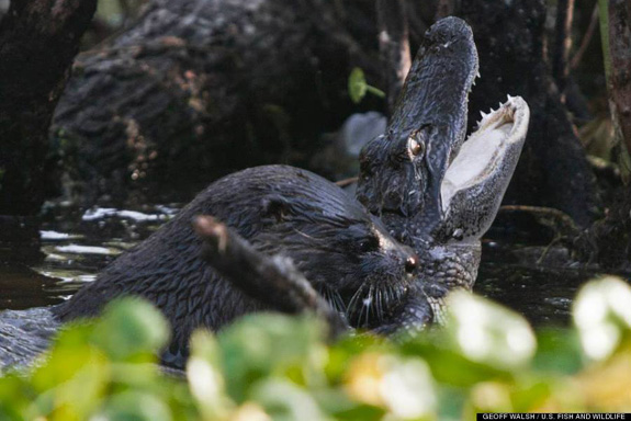 crocolido lontra Florida