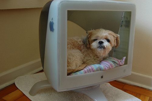 monitor de computador velho apple