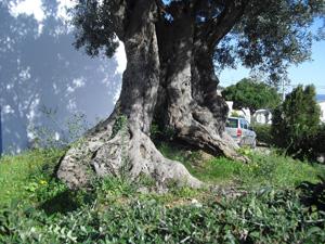 oliveira-antiga