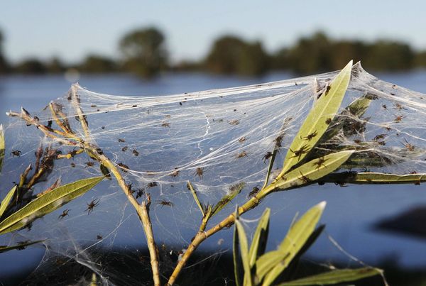 spider-webs-australia-floods-plant Daniel Munoz, Reuters