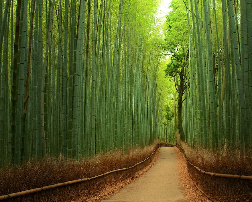 trilho de bambu japão