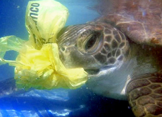 tartaruga saco plástico sacola mar