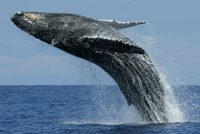 Whale watching baleia mar salto migração