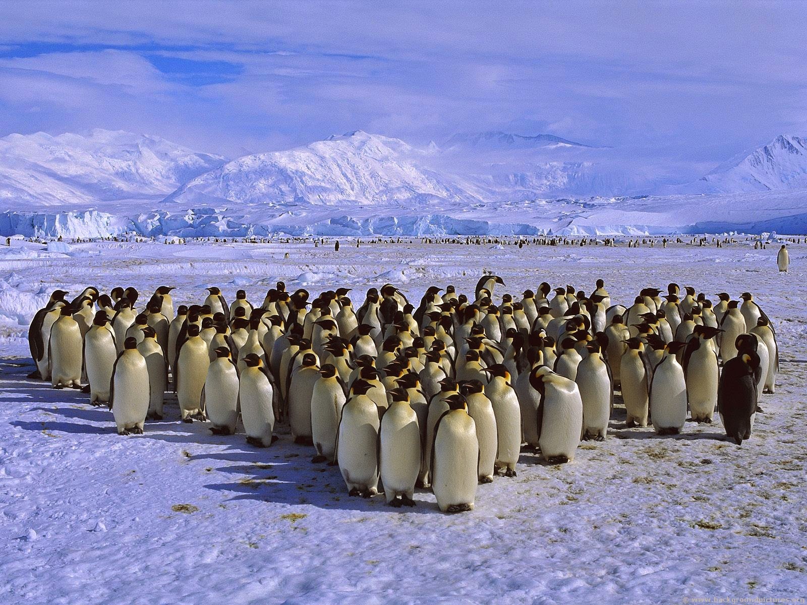 penguin-imperador migração gelo