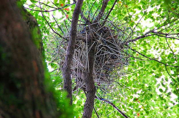 crow-nest-hanger-ninho corvo cruzeta