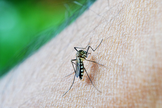mosquito-braço-repelente-caseiro