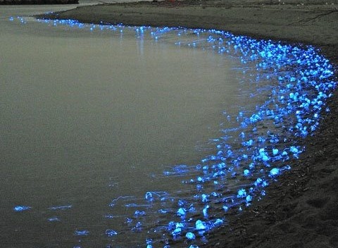 firefly-squid-lulas pirilampo japão praia