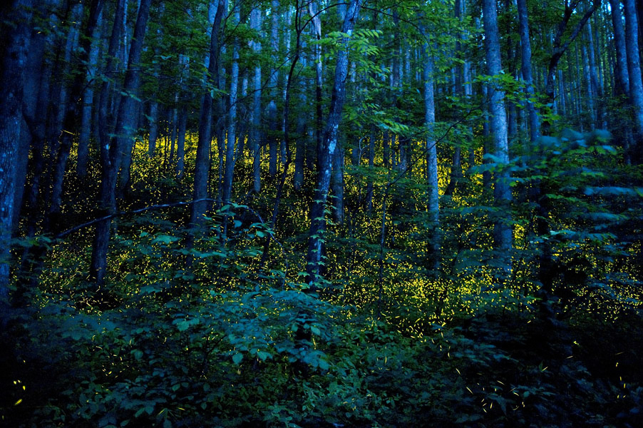 floresta noite pirilampos katrien vermeire fotografia