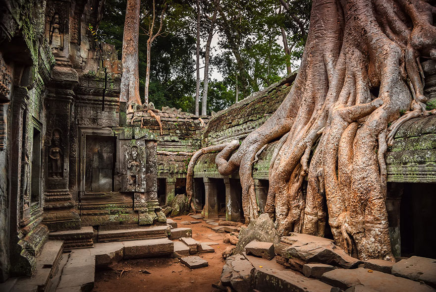 templo árvores cambodja