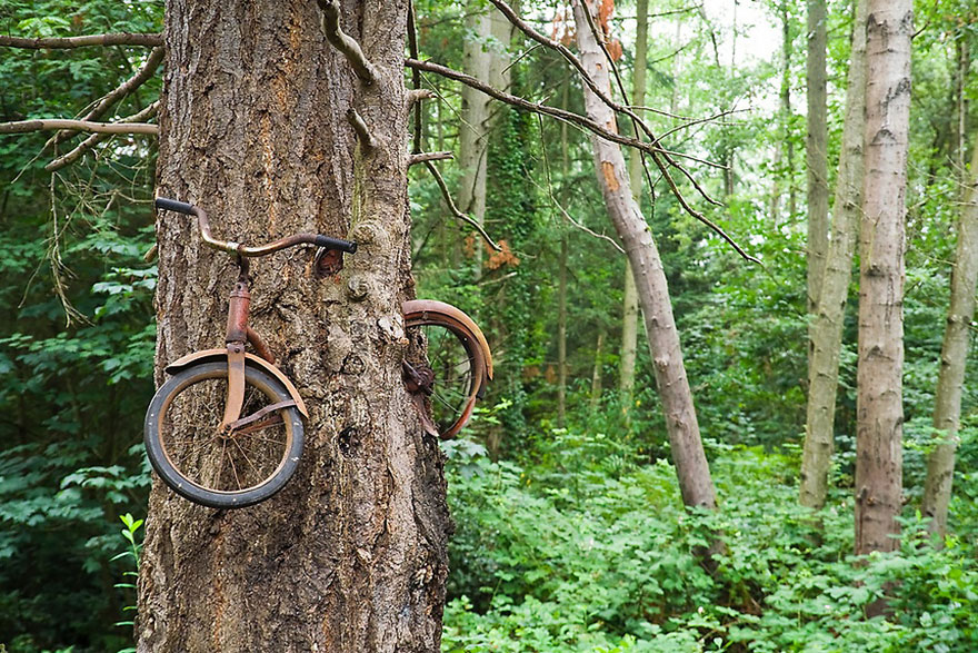 árvore bicicleta árvore