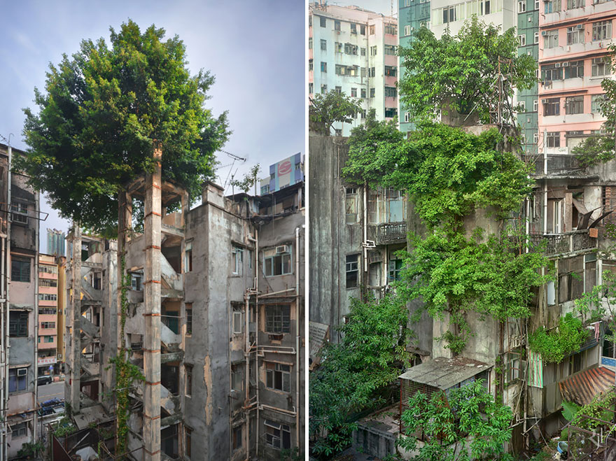 árvores edifício abandonados hong kong