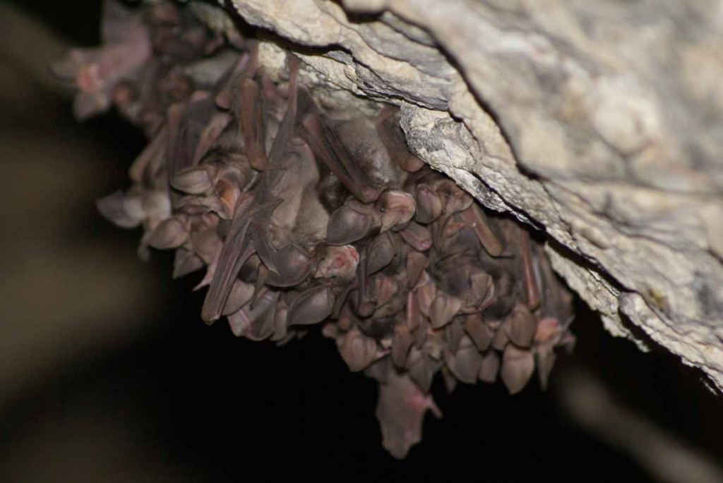 morcego colónia portugal