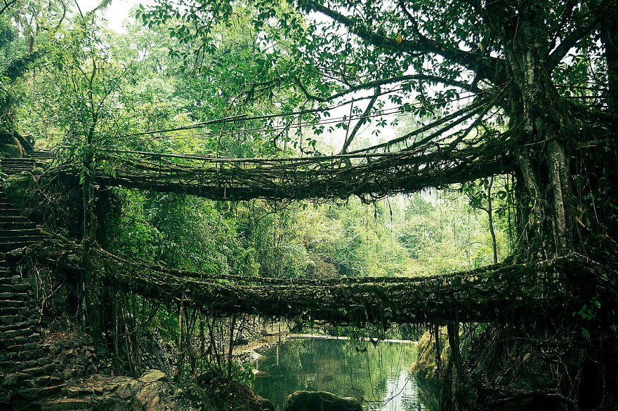 ponte de raízes índia