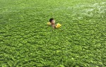 A boy swims in the algae-filled coastline of Qingdao
