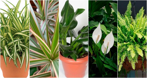 plantas que purificam o ar dentro de casa