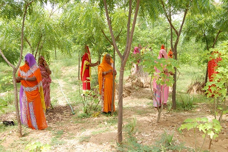 Piplantri plantação árvores nascimento menina