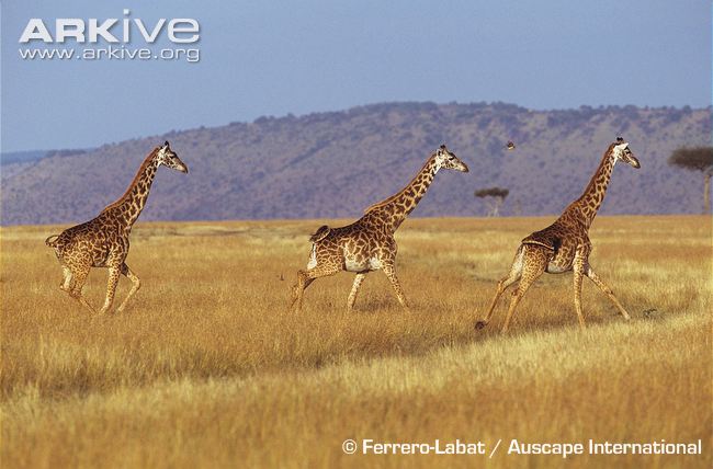 girafas pescoço comprido