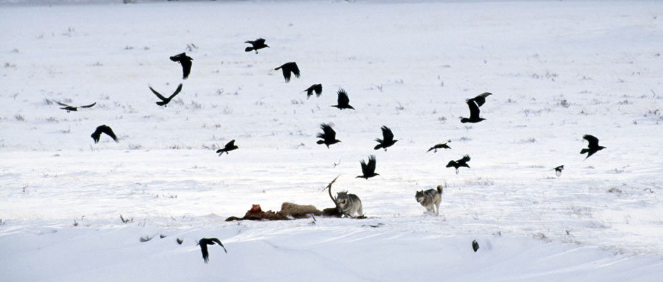 lobos corvos caçada