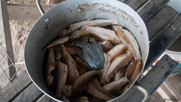 peixe de ferro cambodja anemia