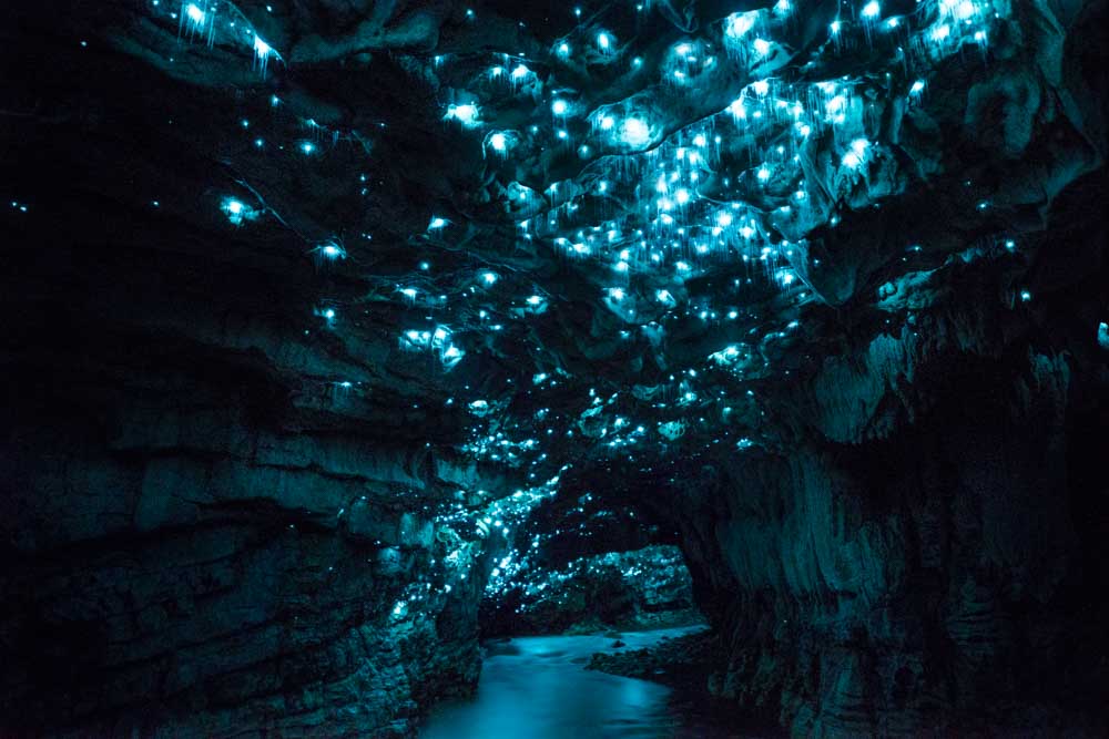As luzes cintilantes que pontilham o teto deste sistema de cavernas deslumbrante são resultado do trabalho dos bichos luminosos da espécie dearachnocampa luminosa, uma larva de mosquito bioluminescente, que produz luz naturalmente, encontrada na Nova Zelândia.