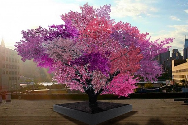 Árvore da vida 40 fruit tree