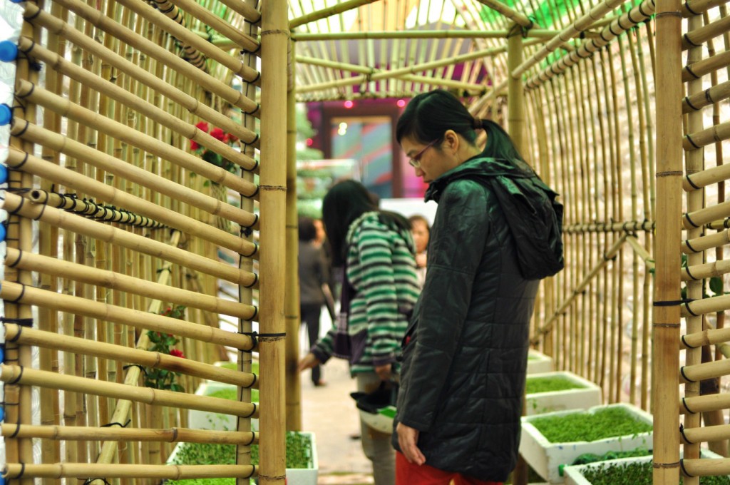 estufa bambu horta urbana