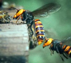 abelhas são atacadas por vespas