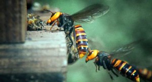 abelhas são atacadas por vespas