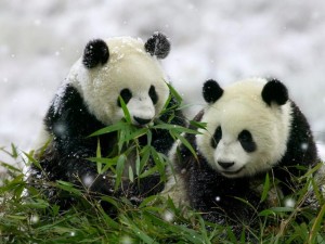 panda a comer bambu