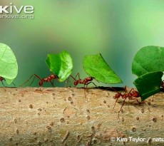 formigas constroem formigueiro com tamanho equivalente à muralha da China