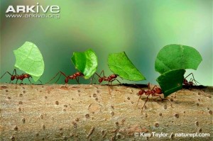 formigas constroem formigueiro com tamanho equivalente à muralha da China