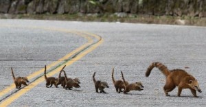 animais atravessam a estrada e correm perigo de vida