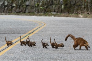 animais atravessam a estrada e correm perigo de vida