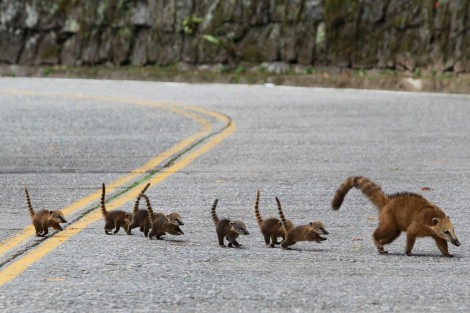 animais atravessam a estrada e correm perigo de vida