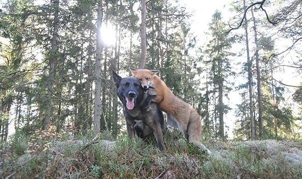 cão e raposa