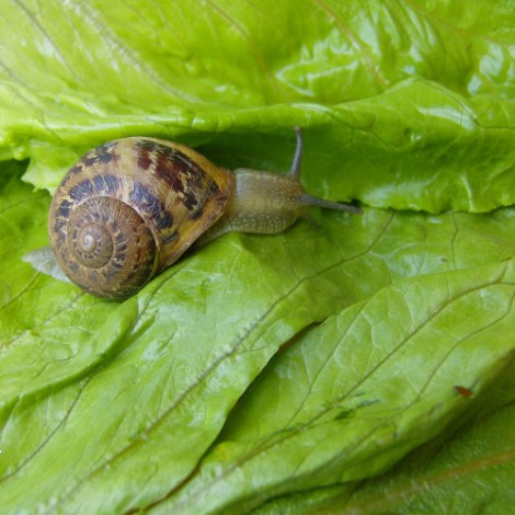 como acabar com os caracóis no quintal, no jardim ou na horta.