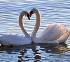 Os cisnes são um símbolo de amor.