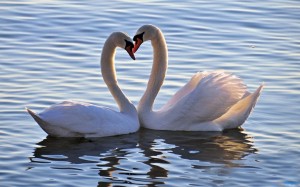 Os cisnes são um símbolo de amor.