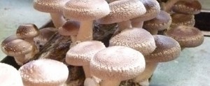 Produzir cogumelos em palha