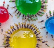 O que fazer quando se tem uma infestação de formigas.