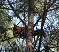 Esquilo a alimentar-se no topo de uma árvore
